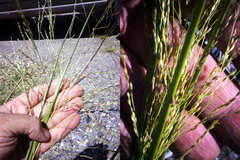 Panicum philadelphicum