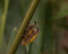 Ileomus