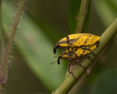 Ileomus
