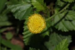 Nidorella podocephala