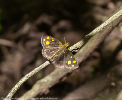 Metisella