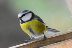 Cyanistes caeruleus