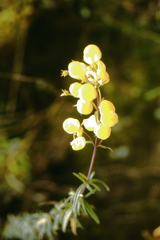 Calceolaria hyssopifolia