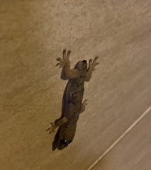 Hemidactylus bowringii