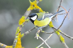 Parus major