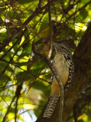 Hypoedaleus guttatus