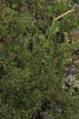 Agropyron krylovianum