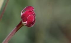 Zaluzianskya elongata