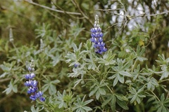 Lupinus pubescens