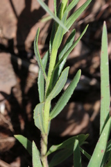Zaluzianskya elongata