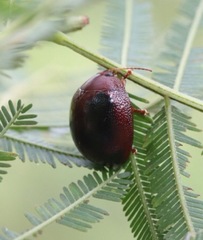 Coleoptera