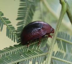 Coleoptera
