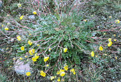 Potentilla pamirica