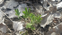 Potentilla inclinata