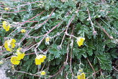 Potentilla pamirica