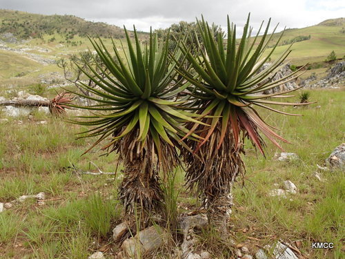 Aloe cipolinicola · iNaturalist Ecuador