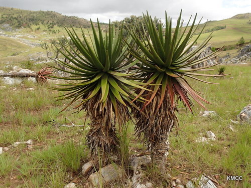 Aloe cipolinicola