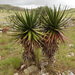 Aloe cipolinicola - Photo (c) linahrabarivola, alguns direitos reservados (CC BY-NC)