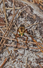 Diogmites crudelis