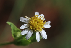 Afroaster serrulatus