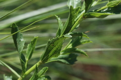 Afroaster serrulatus