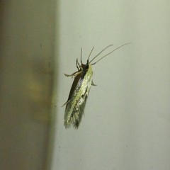 Opogona stenocraspeda