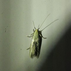 Opogona stenocraspeda