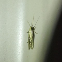 Opogona stenocraspeda
