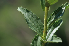 Afroaster serrulatus