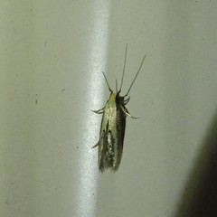 Opogona stenocraspeda