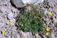 Potentilla pamirica