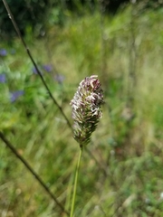 Phalaris californica