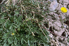 Potentilla pamirica
