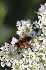 Eristalis tenax
