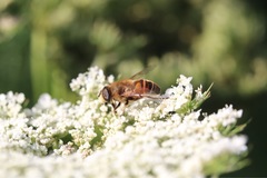 Eristalis tenax