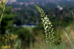 Eriospermum cooperi