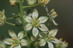 Eriospermum cooperi