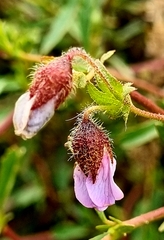 Hermannia heterophylla