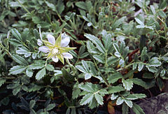 Farinopsis salesoviana