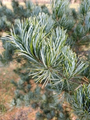 Pinus parviflora