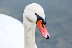 Cygnus olor