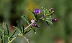 Cleome rubella