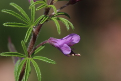 Cleome rubella