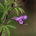 Cleome rubella - Photo (c) tjeerd, alguns direitos reservados (CC BY-NC), uploaded by tjeerd