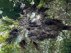 Sabal palmetto
