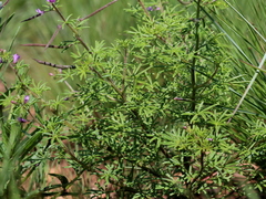 Cleome rubella