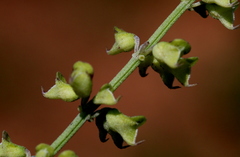 Ocimum angustifolium