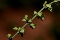 Ocimum angustifolium