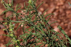 Ocimum angustifolium