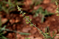 Ocimum angustifolium